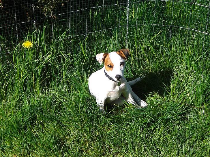 Jack russell terrier Futte - Futte elsker at sidde i haven og slikke sol billede 12