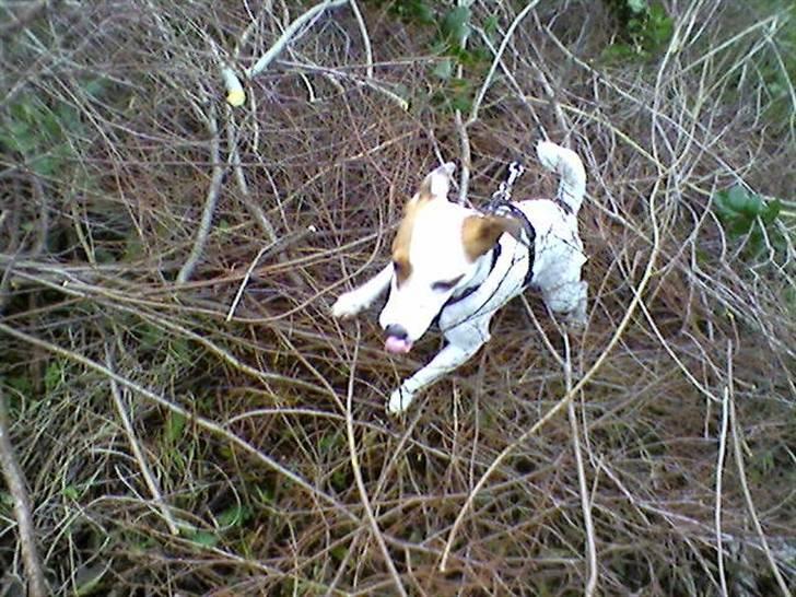 Jack russell terrier Futte - Futte hjælper med at samle grene i haven billede 17