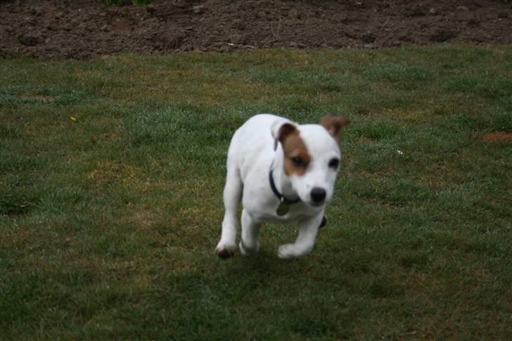 Jack russell terrier Futte - 180 i timen billede 19