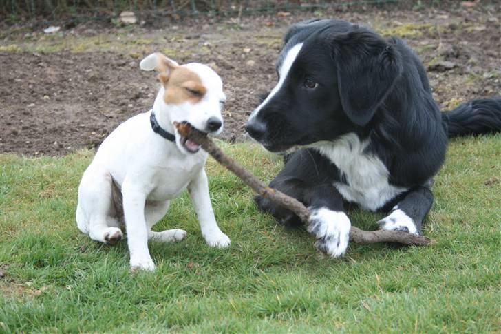 Jack russell terrier Futte - Futte sammen med Bailey, som var så sød at passe Futte, da hun havde alene hjemme problemer. Stort tak til Bailey og hendes ejere :) billede 20