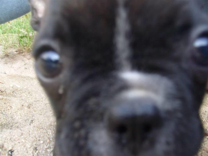 Fransk bulldog Gizmo billede 1