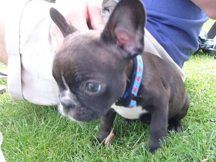 Fransk bulldog Gizmo billede 2