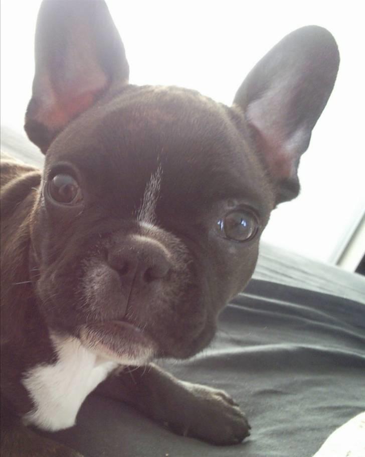 Fransk bulldog Gizmo billede 3