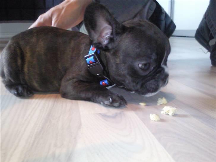 Fransk bulldog Gizmo billede 4