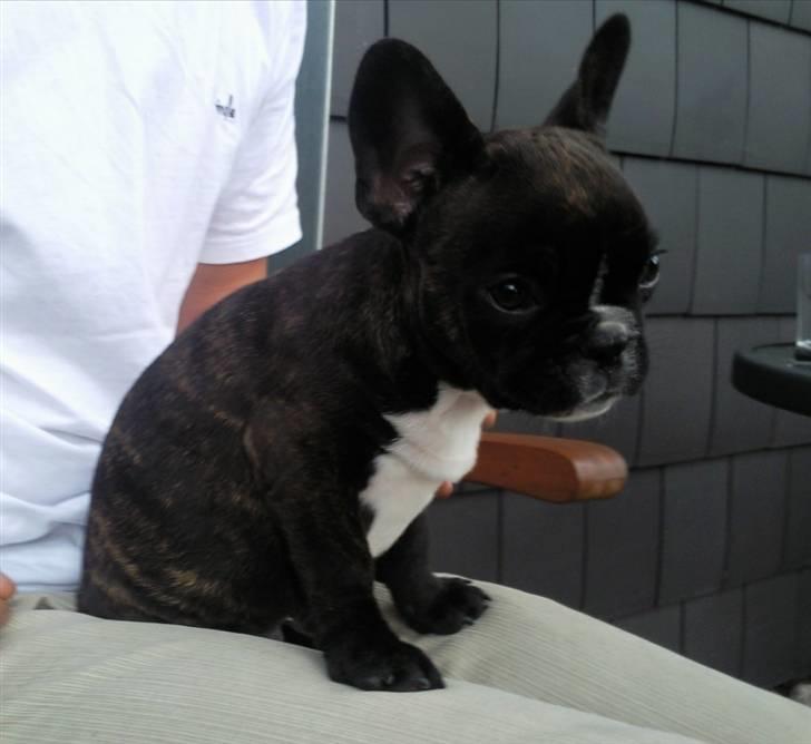Fransk bulldog Gizmo billede 5