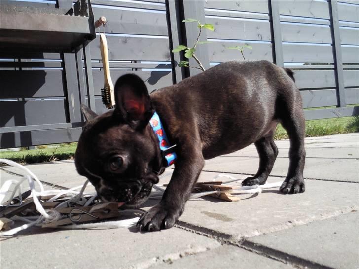 Fransk bulldog Gizmo billede 6