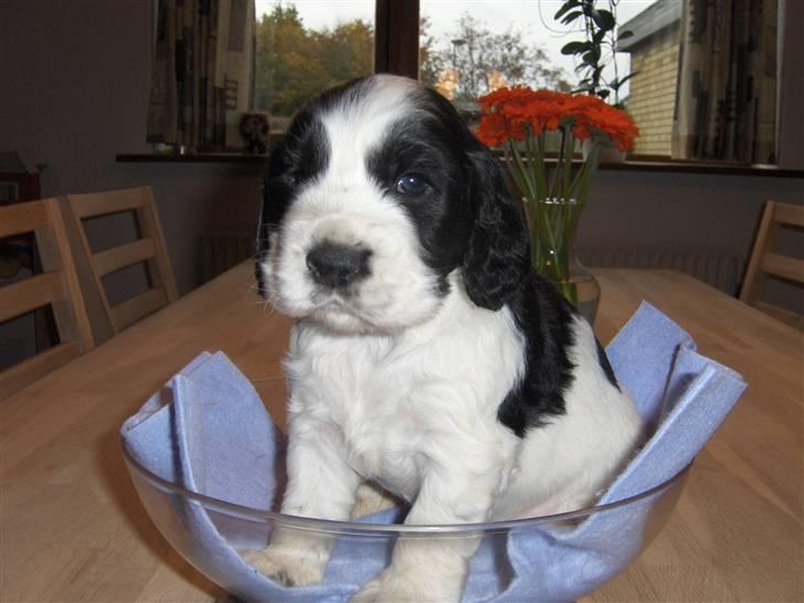 Cocker spaniel Vængets Balou - 4 uger billede 1