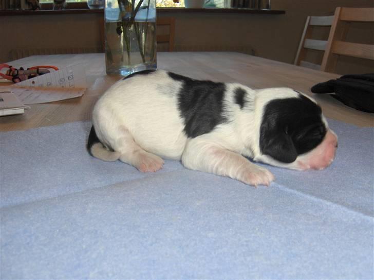 Cocker spaniel Vængets Balou - 1 uge billede 2