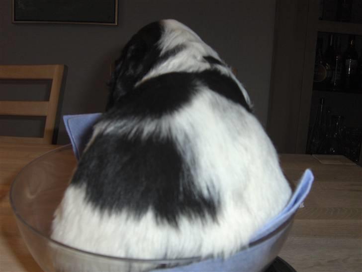 Cocker spaniel Vængets Balou - 4 uger - når enden er god er alting godt  billede 3