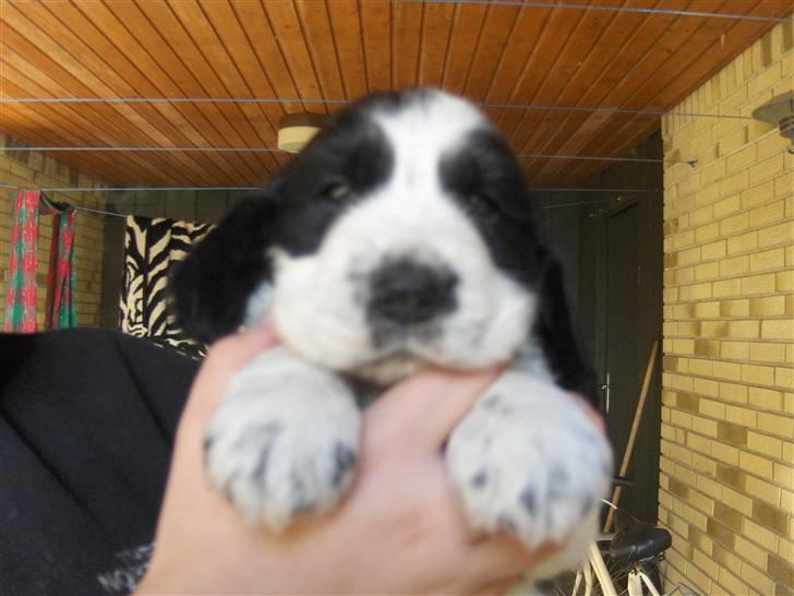 Cocker spaniel Vængets Balou - 5 uger billede 4