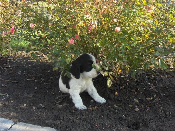Cocker spaniel Vængets Balou - 5 uger billede 5