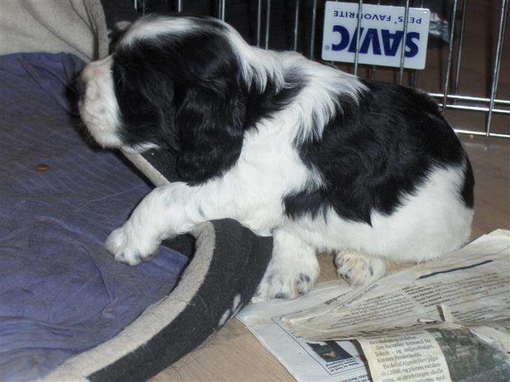 Cocker spaniel Vængets Balou - 4 uger - så træt så træt billede 6