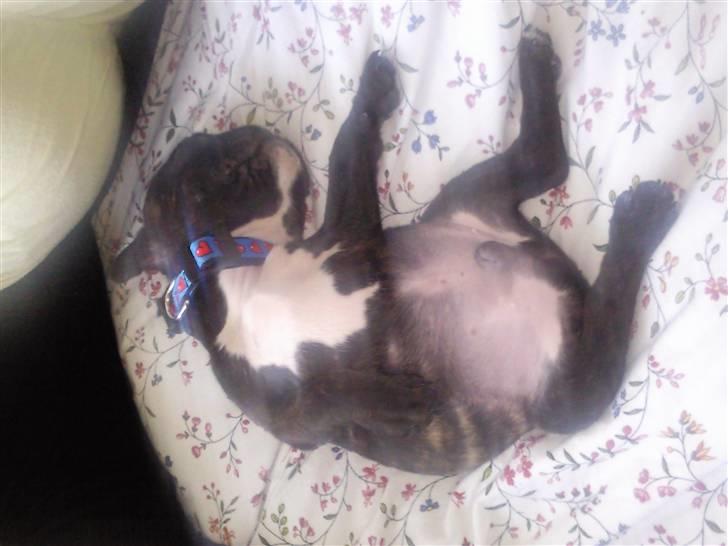 Fransk bulldog Gizmo billede 7