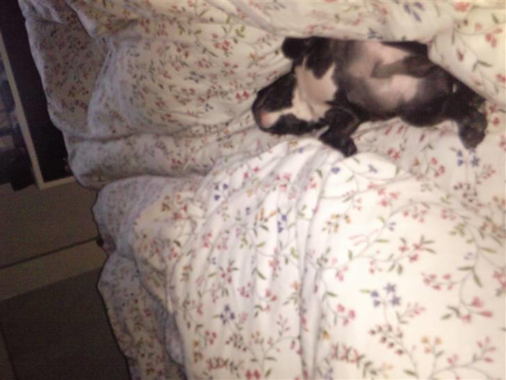 Fransk bulldog Gizmo billede 8