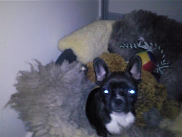 Fransk bulldog Gizmo billede 10