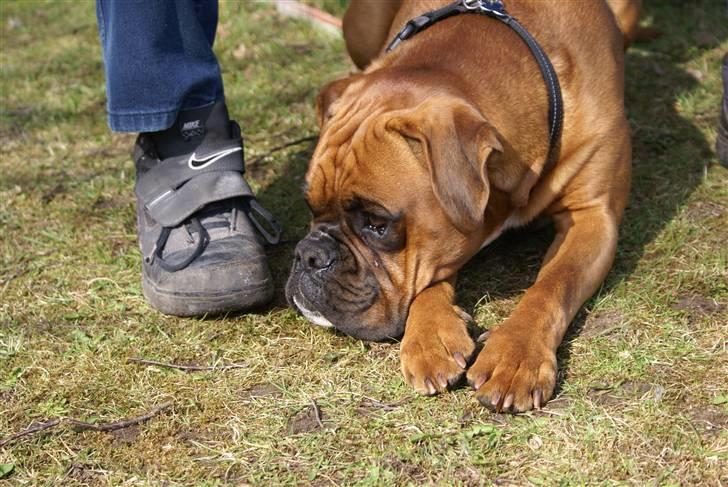 Boxer Lukas billede 9