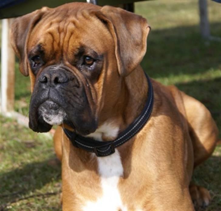 Boxer Lukas billede 10