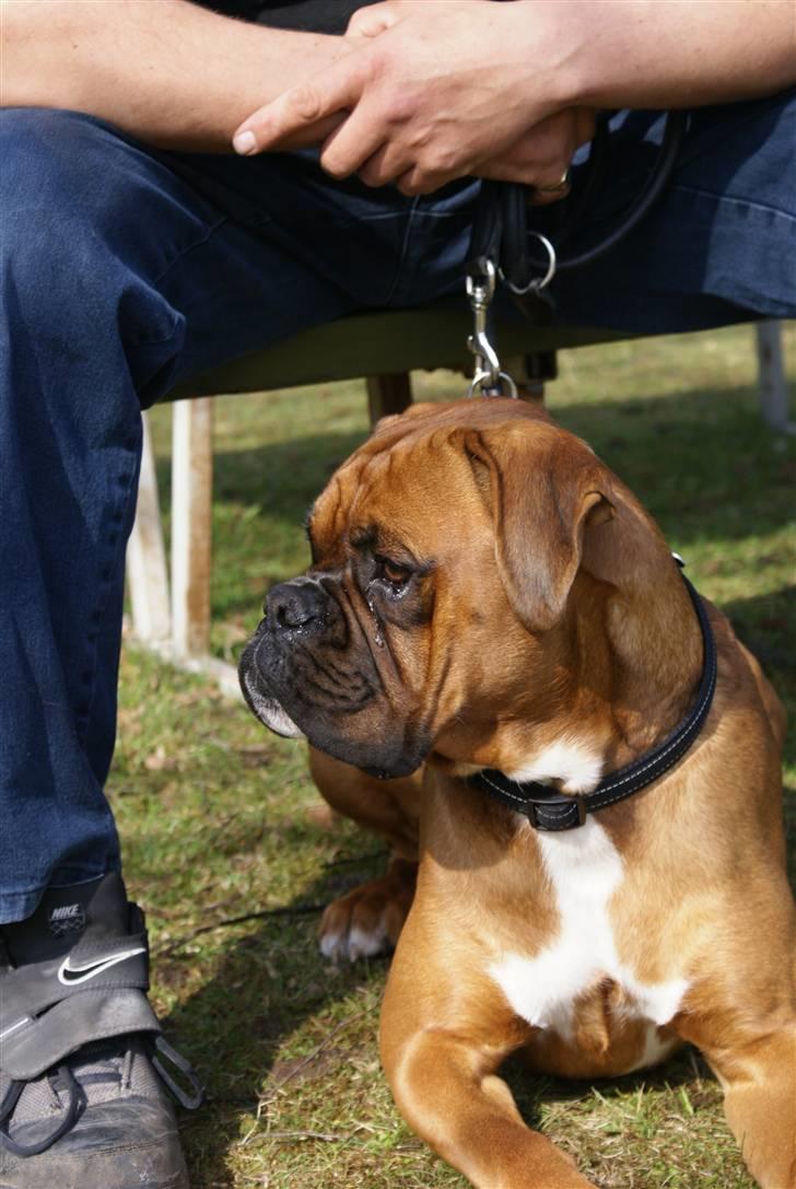 Boxer Lukas billede 11