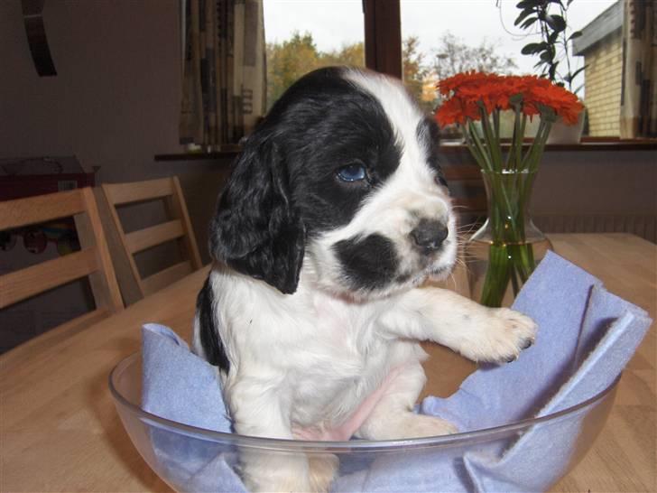 Cocker spaniel Vængets Scott (solgt) - 4 uger billede 1