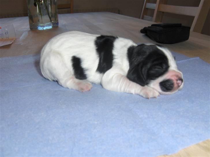 Cocker spaniel Vængets Scott (solgt) - 1 uge billede 2