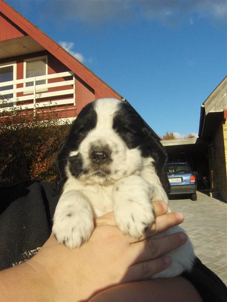 Cocker spaniel Vængets Scott (solgt) - 5 uger billede 3