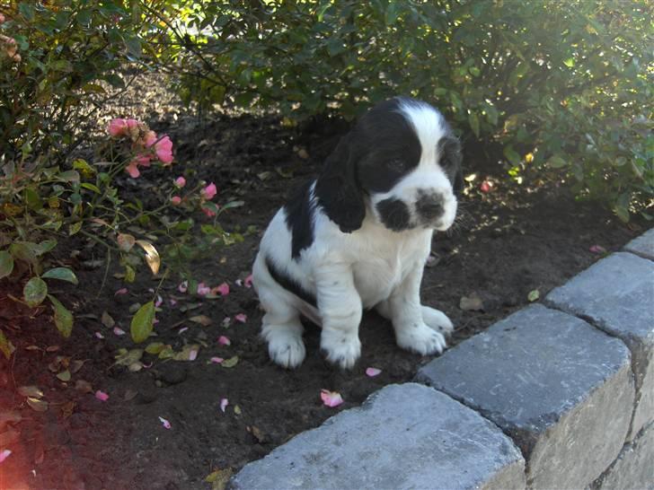Cocker spaniel Vængets Scott (solgt) - 5 uger billede 4