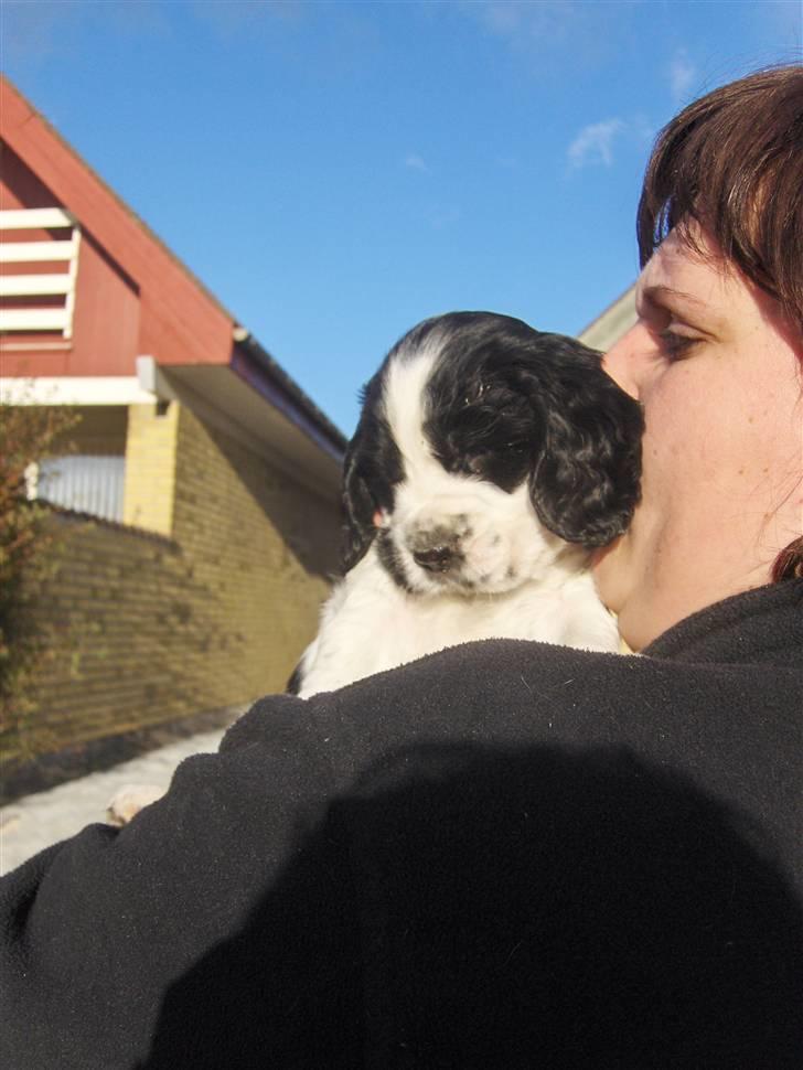 Cocker spaniel Vængets Scott (solgt) - 5 uger billede 5