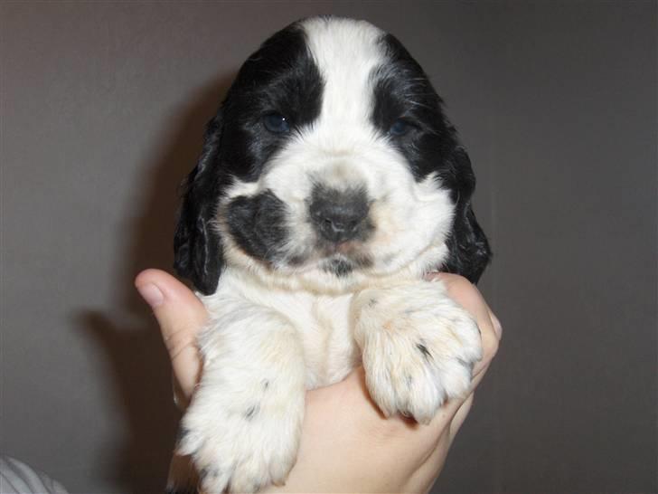 Cocker spaniel Vængets Scott (solgt) - 4 uger billede 6