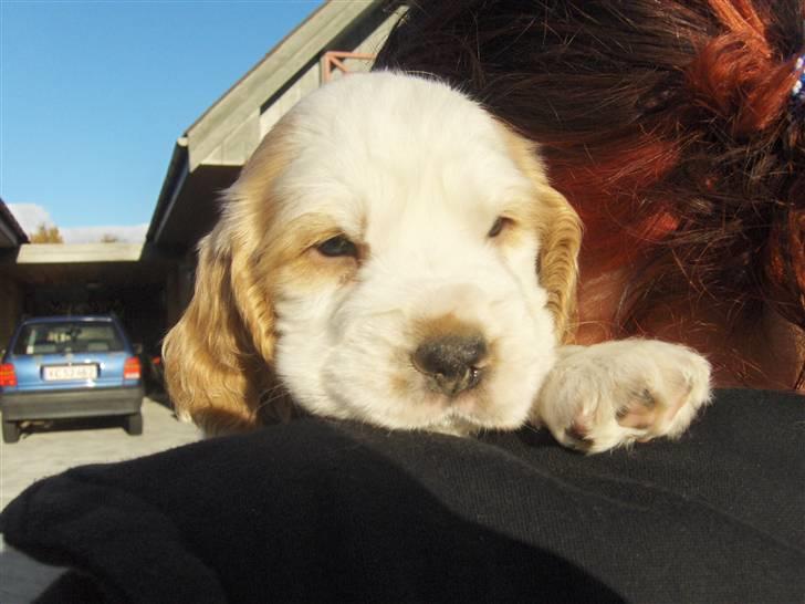 Cocker spaniel Vængets Santos (solgt) - 5 uger billede 2
