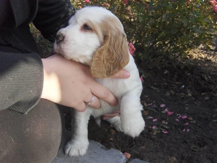 Cocker spaniel Vængets Santos (solgt) - 5 uger - elsker at blive snakket med billede 4