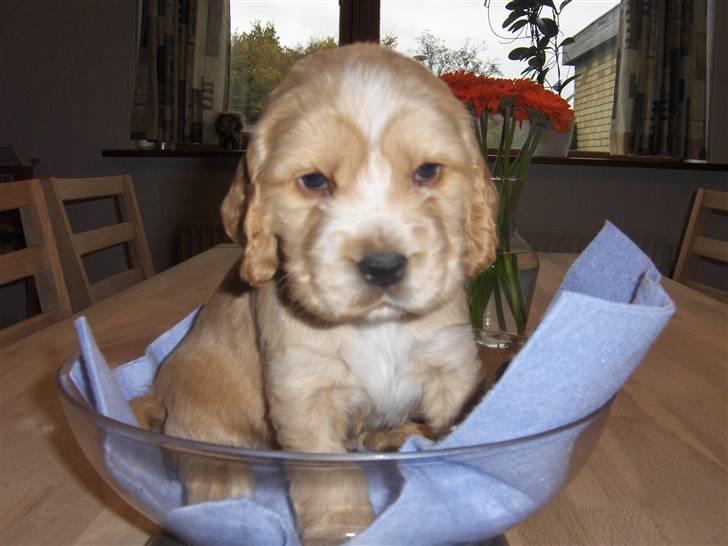 Cocker spaniel Vængets Mille - 4 uger billede 1
