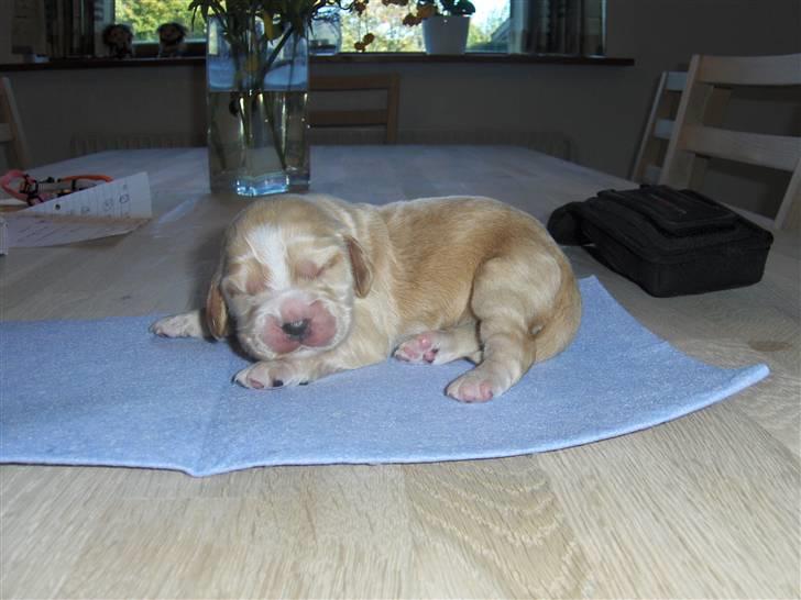 Cocker spaniel Vængets Mille - 1 uge billede 2