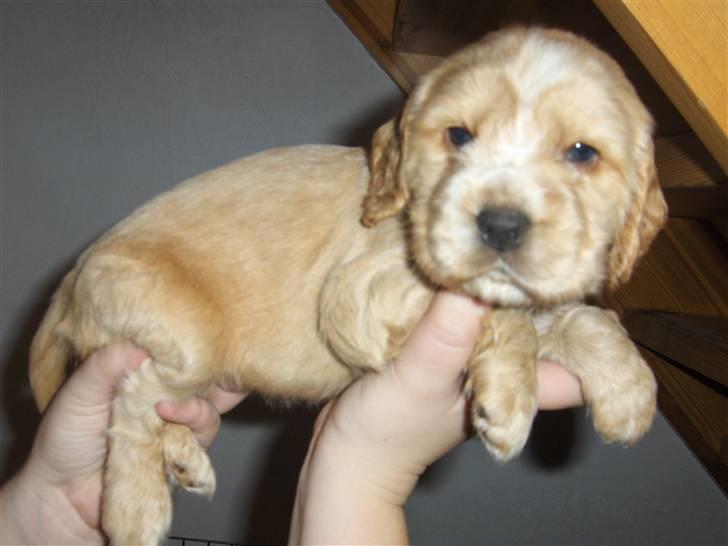 Cocker spaniel Vængets Mille - 4 uger - udstillingshund eller bamse ?? billede 3