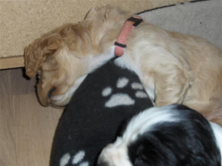 Cocker spaniel Vængets Mille - 4,5 uge - træt efter at have været i haven billede 4