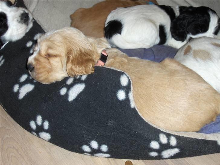 Cocker spaniel Vængets Mille - 4,5 uge billede 5