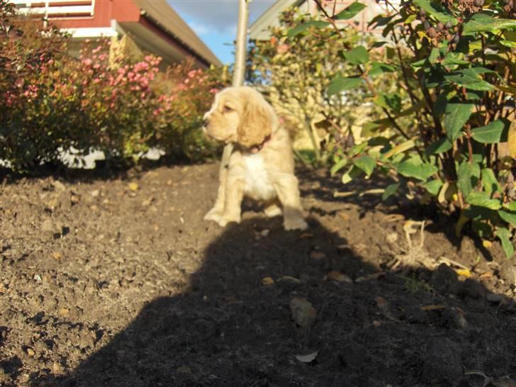 Cocker spaniel Vængets Mille - 5 uger billede 6