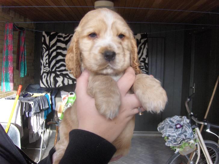 Cocker spaniel Vængets Mille - 5 uger billede 7