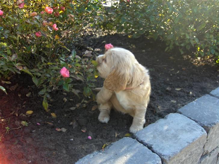 Cocker spaniel Vængets Mille - 5 uger - en rigtig prinsesse elsker vel blomster billede 8