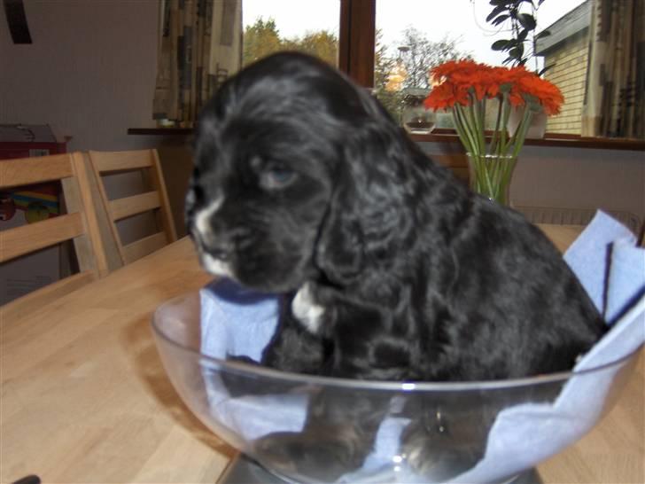 Cocker spaniel Vængets Lupus - 4 uger billede 1