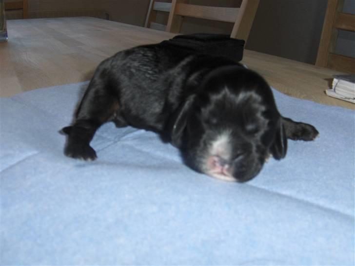 Cocker spaniel Vængets Lupus - 1 uge billede 2