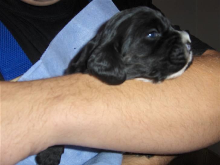 Cocker spaniel Vængets Lupus - 17 dage billede 3