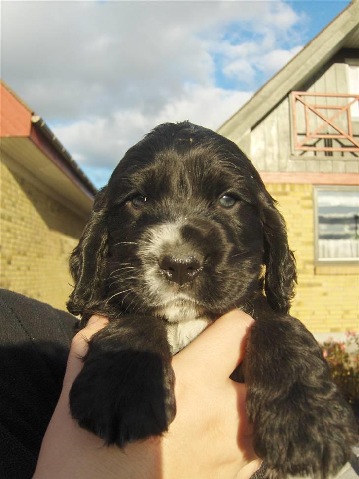 Cocker spaniel Vængets Lupus - 5 uger billede 4