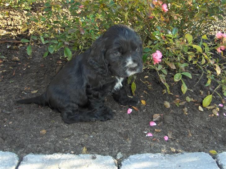 Cocker spaniel Vængets Lupus - 5 uger - prinser elsker også roser billede 5