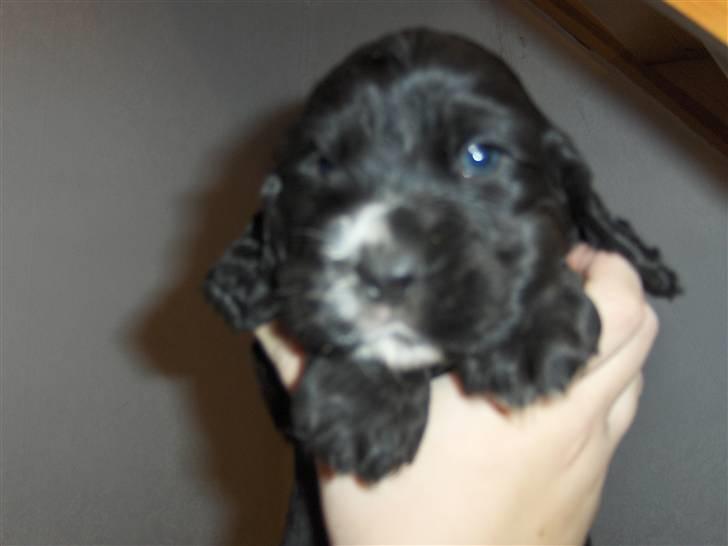 Cocker spaniel Vængets Lupus - 4 uger billede 6