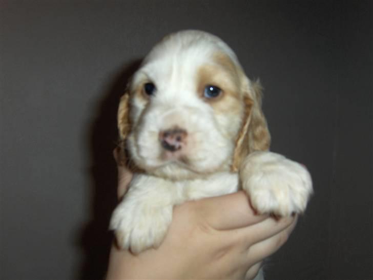 Cocker spaniel Vængets Luna - 4 uger billede 1