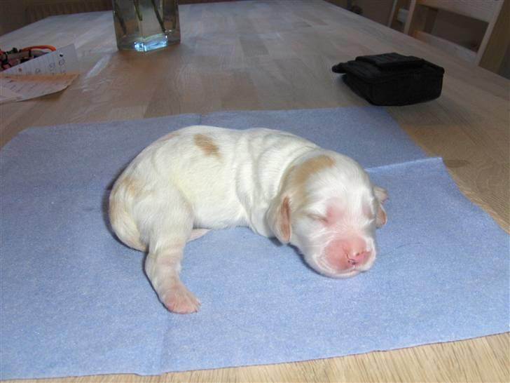 Cocker spaniel Vængets Luna - 1 uge billede 2