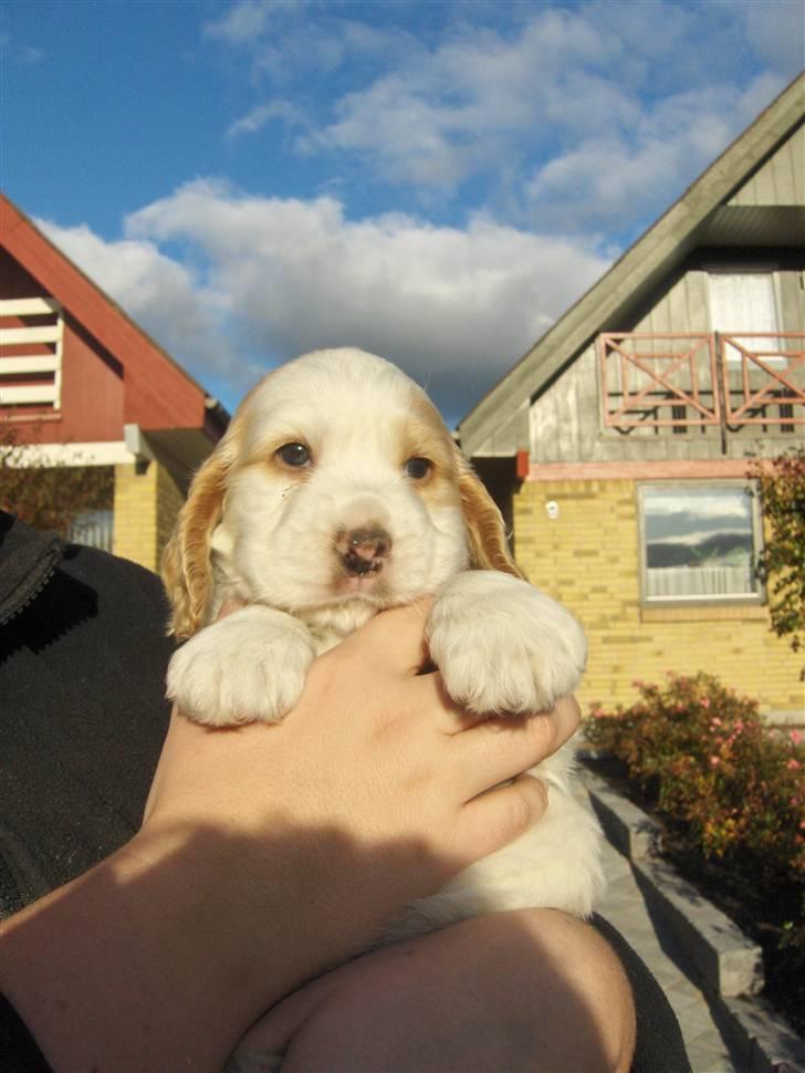 Cocker spaniel Vængets Luna - 5 uger billede 3