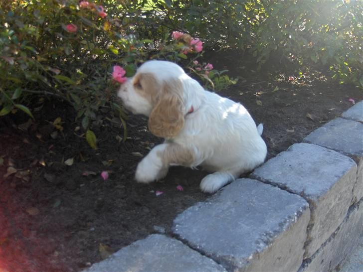Cocker spaniel Vængets Luna - 5 uger - uhm det dufter godt billede 4