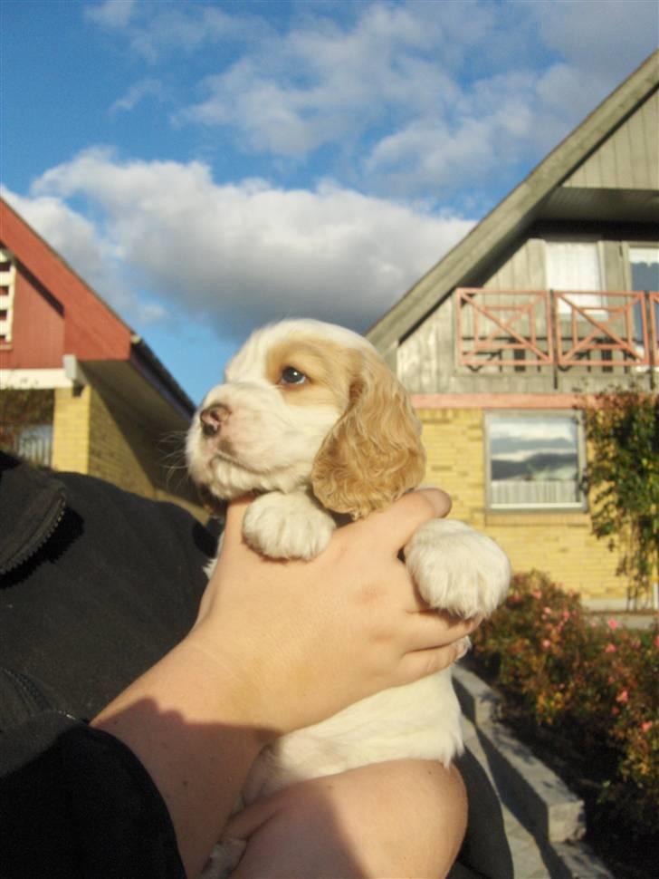 Cocker spaniel Vængets Luna - 5 uger billede 5