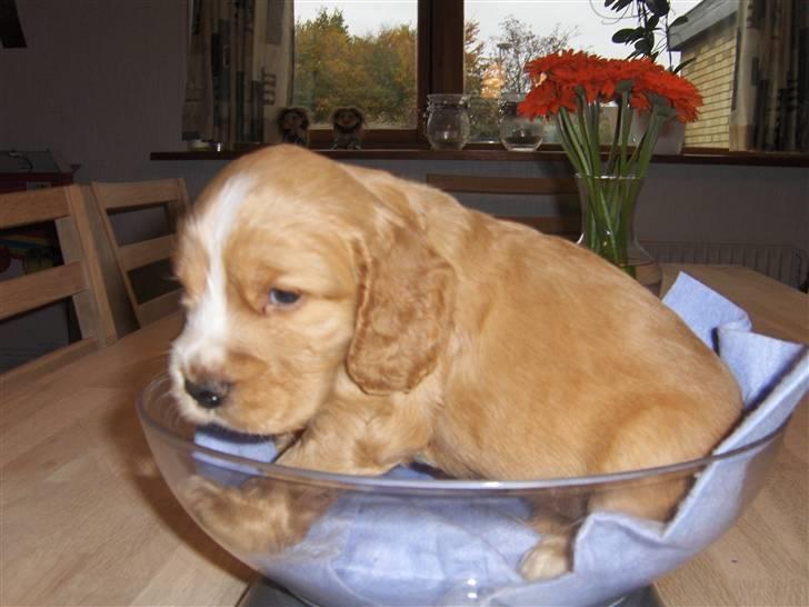 Cocker spaniel Vængets Oscar (solgt) - 4 uger billede 1